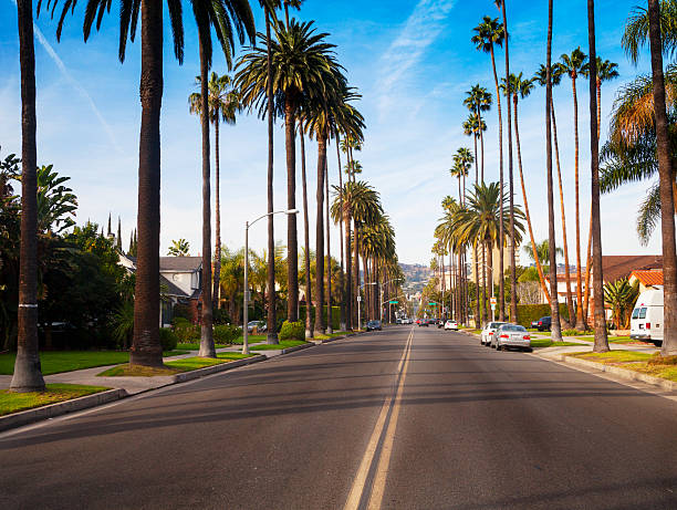 beverly hills - southern california palm tree beverly hills california california stock-fotos und bilder