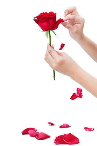 Closeup of hand plucking rose petals over white background.
