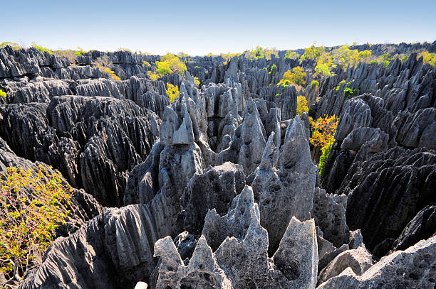 stunning rock formation in tsingy de bemaraha, madagascar - madagaskar bildbanksfoton och bilder