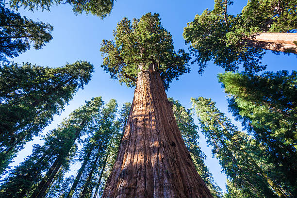 general sherman baum im sequoia national park - leaf underside stock-fotos und bilder