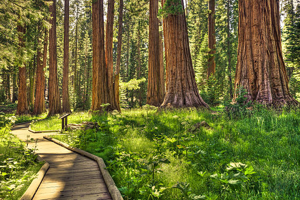 istock Forest in Sequoia National Park, California 469886769