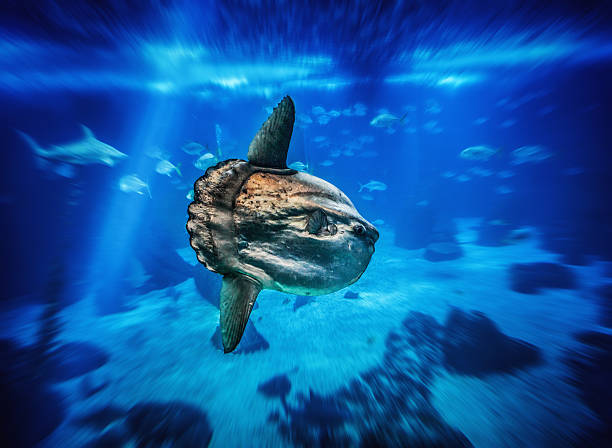 istock Sun Fish in a big blue aquarium 469886989