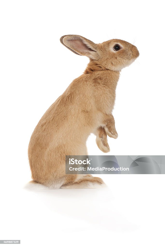 Brown rabbit standing up Related light boxes; Rabbit - Animal Stock Photo