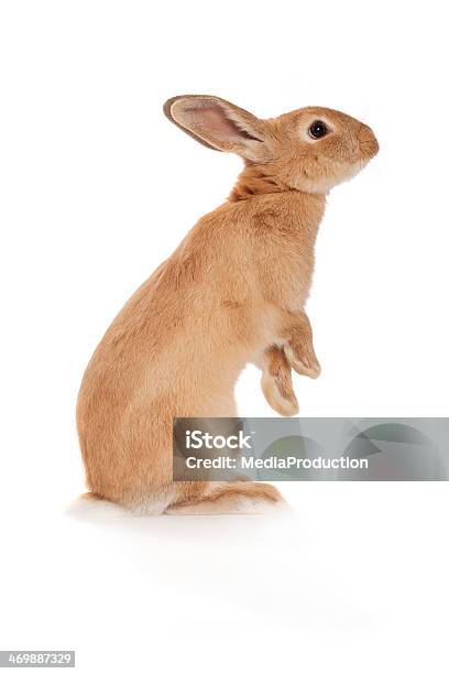 Brown Rabbit Standing Up Stock Photo - Download Image Now - Rabbit - Animal, White Background, Cut Out