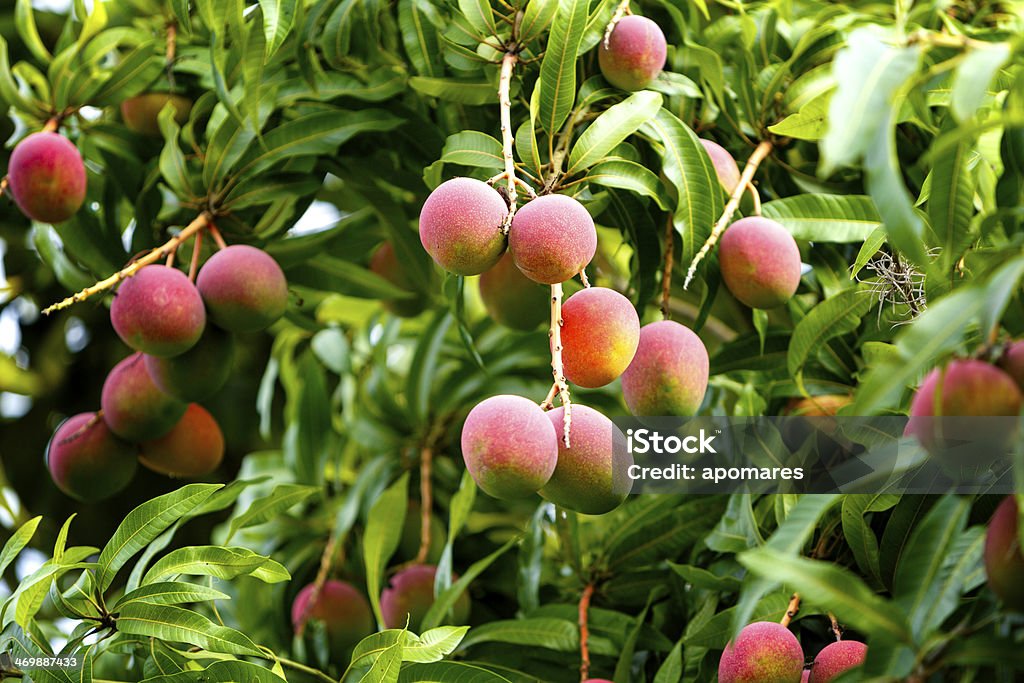Tropicales fruits mûrs qui poussent sur un arbre mangoes - Photo de Mangue libre de droits