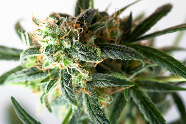 Flowering cannabis stock photo