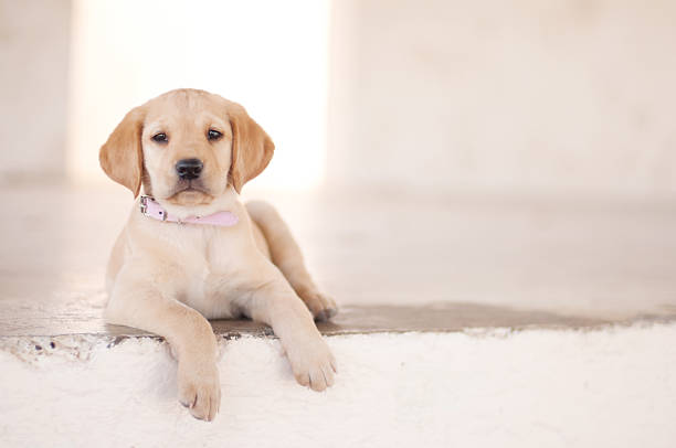 golden labrador blick in die kamera - trained dog animals hunting labrador retriever golden retriever stock-fotos und bilder