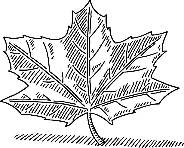 кленовый лист чертежа - maple leaf leaf autumn single object stock illustrations