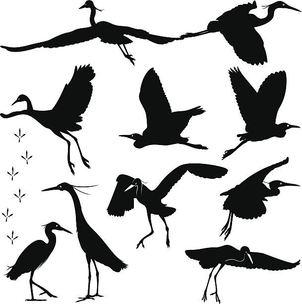 illustrazioni stock, clip art, cartoni animati e icone di tendenza di aironi ti aspettano silhouette-illustrazione - egret