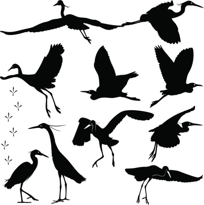 Egrets Silhouettes Illustration