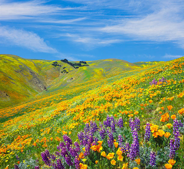 tehachapi-berge mit goldenen poppies - wildflower california desert spring stock-fotos und bilder