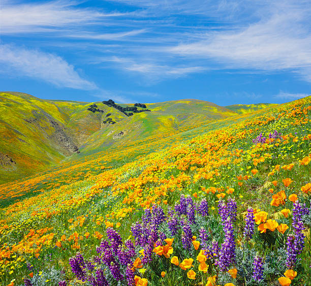 montanhas tehachapi com golden papaveráceas - tehachapi imagens e fotografias de stock