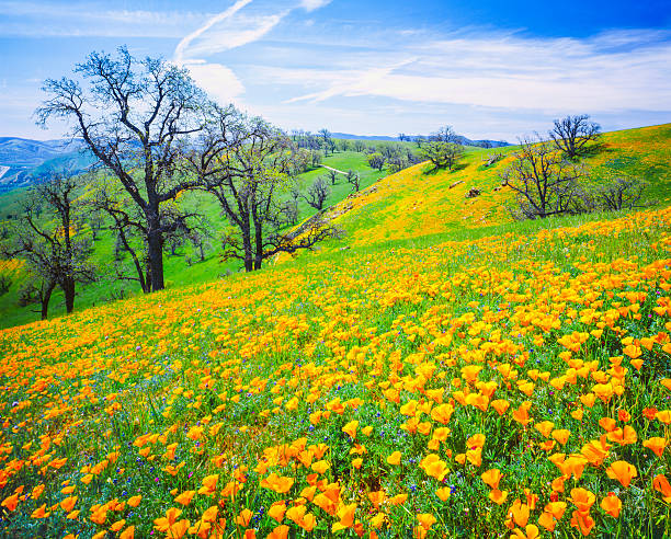tehachapi mountains con golden poppies - poppy field flower california golden poppy foto e immagini stock