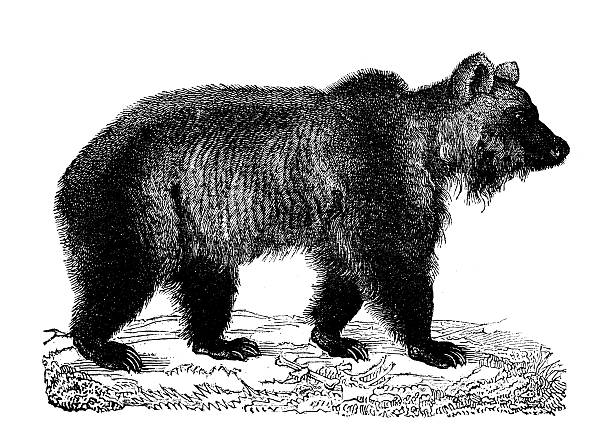 istock Antique illustration of brown bear 469892923
