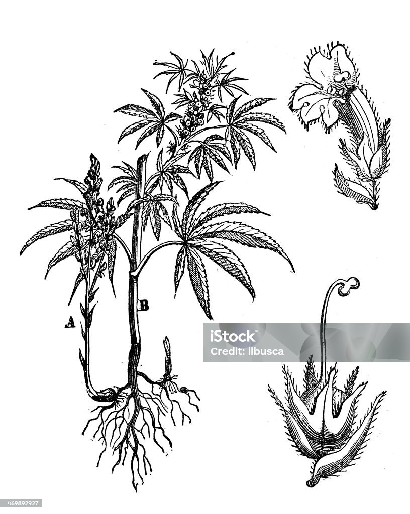 Antique illustration of Orobanche ramosa (hemp broomrape, branching broomrape) Cannabis Plant stock illustration