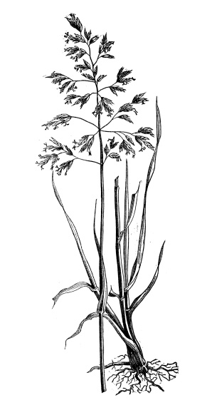 Antique illustration of Poa pratensis (Kentucky bluegrass, smooth meadow-grass, common meadow-grass)