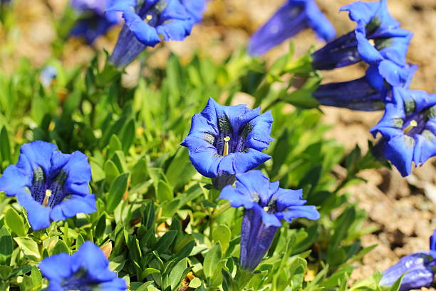 Gentian (Gentiana acaulis) Gentian (Gentiana acaulis) enzian stock pictures, royalty-free photos & images