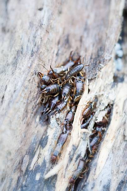 Chelidura guentheri Forficulidae Earwig Insect. Digitally Enhanced Photograph.
