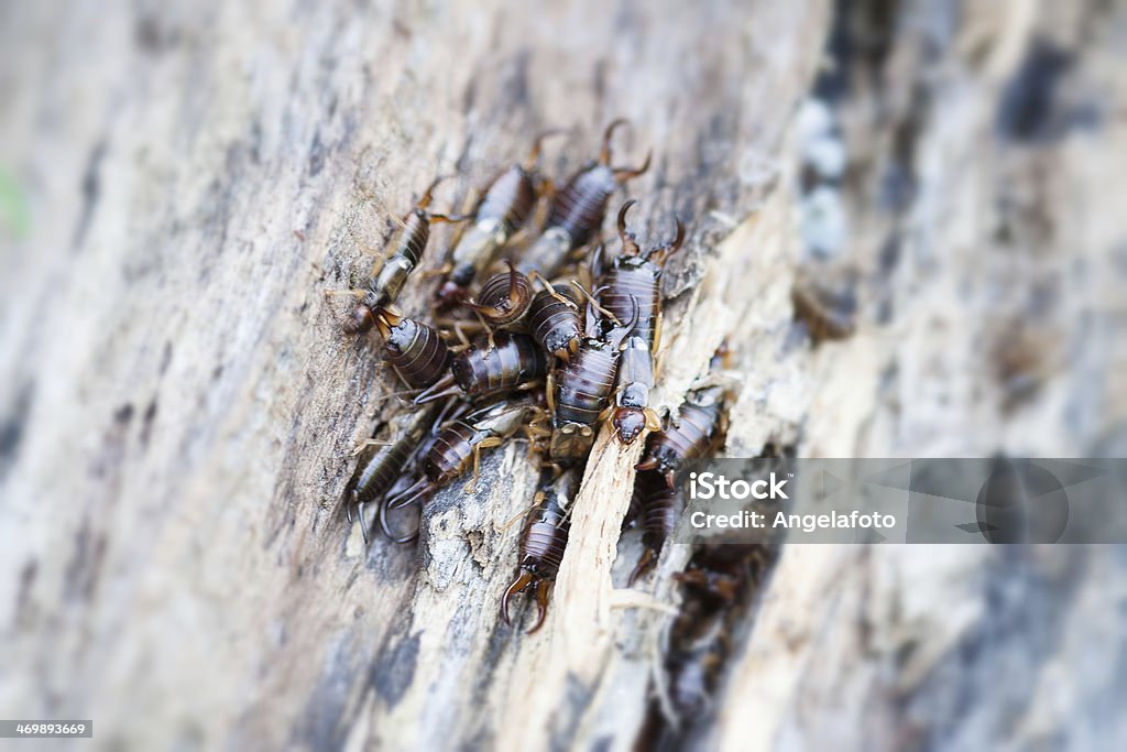 Earwigs on wood, macro photo Earwig Stock Photo