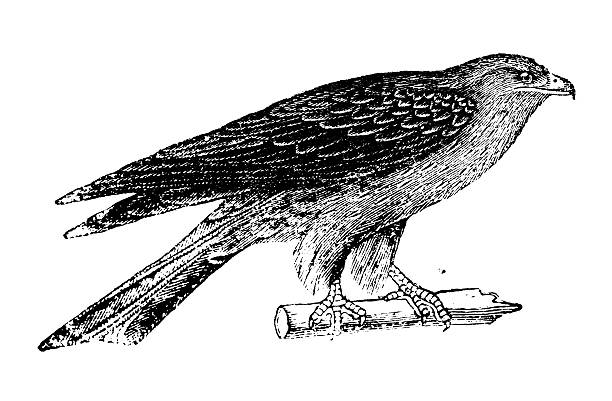 35 Red Kite Bird Illustrations & Clip Art - iStock 35 Red Kite Bird Illustrations & Clip Art - iStock