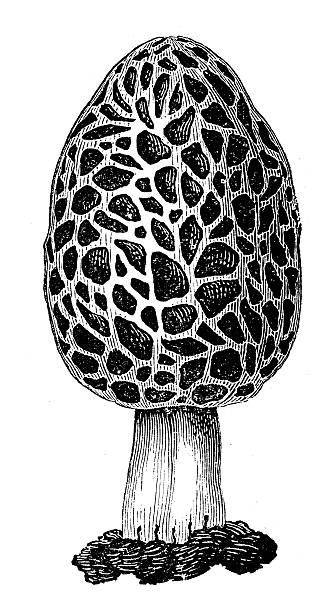 istock Antique illustration of Morchella, true morel mushroom 469894691