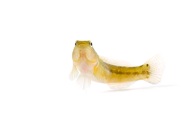 istock Female Chameleon Goby-Tridentiger trigonocephalus 469898342