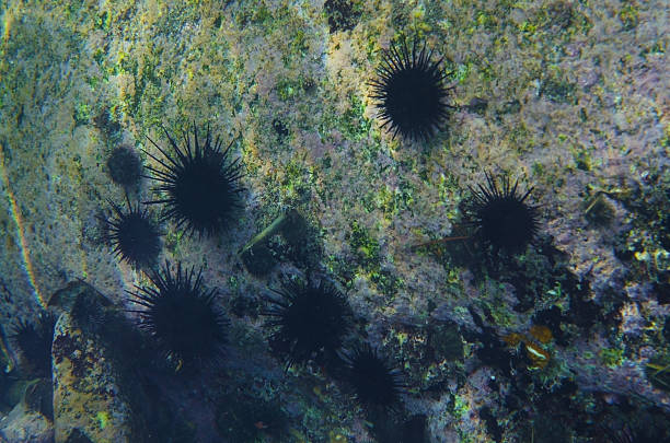 istock Purple sea urchin-Anthocidaris crassispina 469898378
