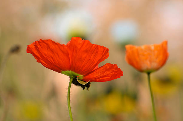 istock Beauty in nature 469899475