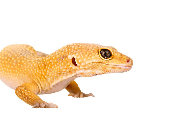 istock yellow and orange spotted leopard gecko on white 469899506