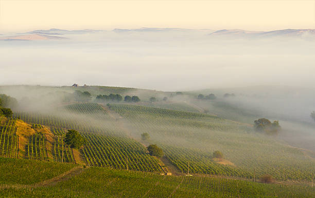 istock Vineyard in the morning fog 469899569