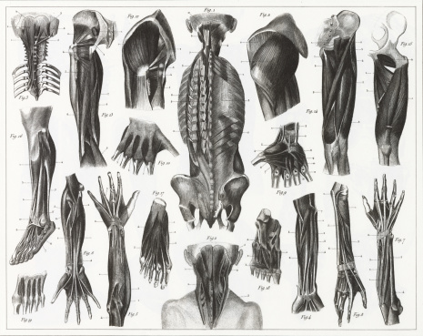 Engraved illustrations of Anatomy of the Muscles from Iconographic Encyclopedia of Science, Literature and Art, Published in 1851. Copyright has expired on this artwork. Digitally restored.