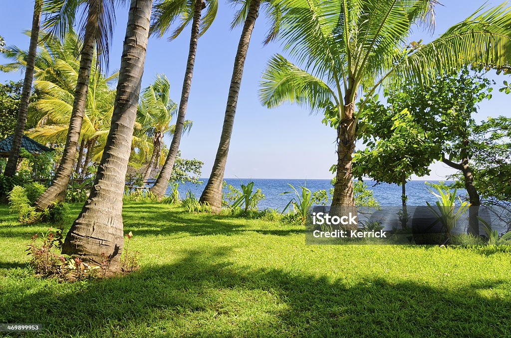 Palms in Sonnenlicht - Lizenzfrei Asien Stock-Foto