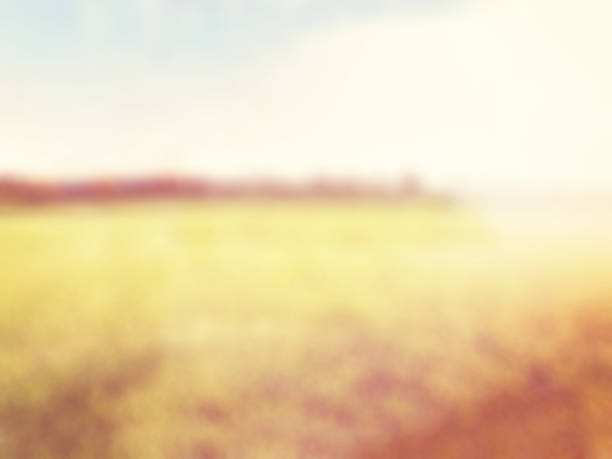 istock abstract blur background,Summer Landscape with Wheat Field 469899964