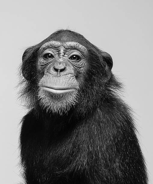 Chimpanzee portrait in studio Young Chimpanzee female portrait in studio chimpanzee stock pictures, royalty-free photos & images