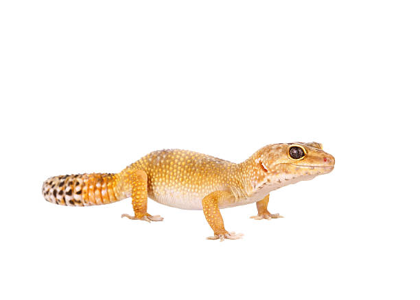 istock yellow and orange spotted leopard gecko on white 469899988