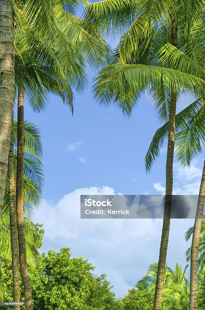 Palm leafs frame und sky-Textfreiraum - Lizenzfrei Baum Stock-Foto