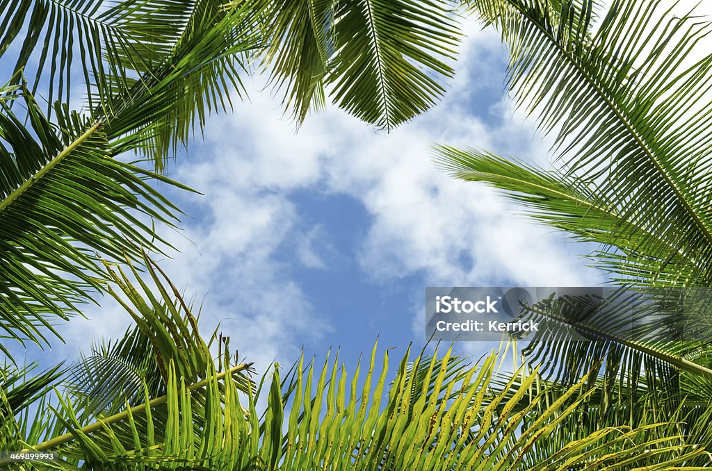 Palm leafs frame und sky-Textfreiraum - Lizenzfrei Baum Stock-Foto