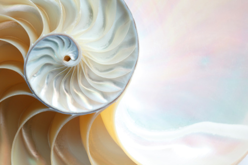 Close up of a Nautilus shell.