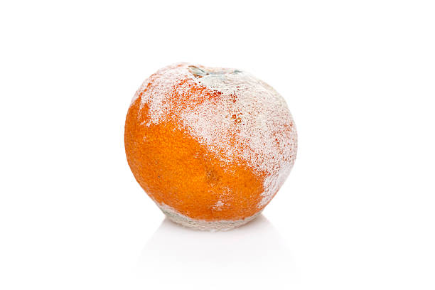 istock rotten and moldy orange 469900336