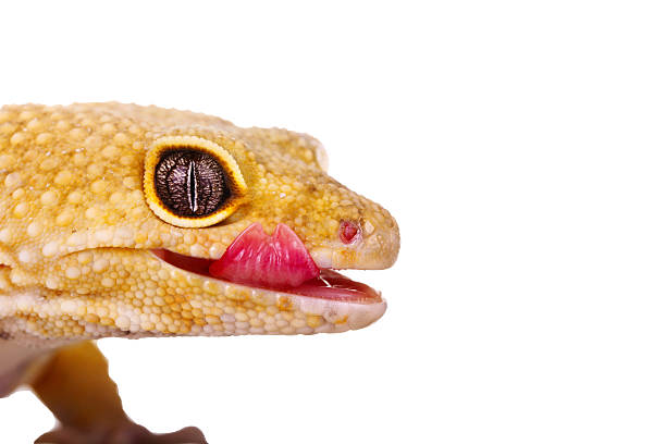 istock yellow and orange spotted leopard gecko on white 469900482
