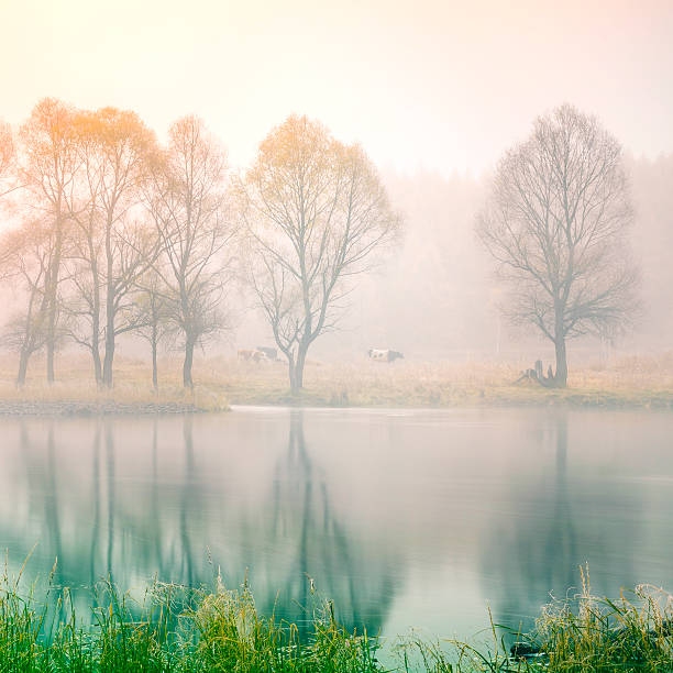 istock Early morning forest and creek 469900490