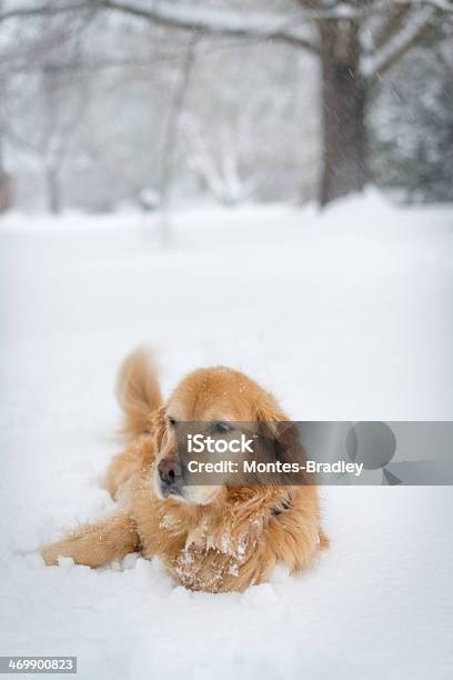 Golden Retriever - Fotografias de stock e mais imagens de Cão - Cão, Inverno, Ninguém