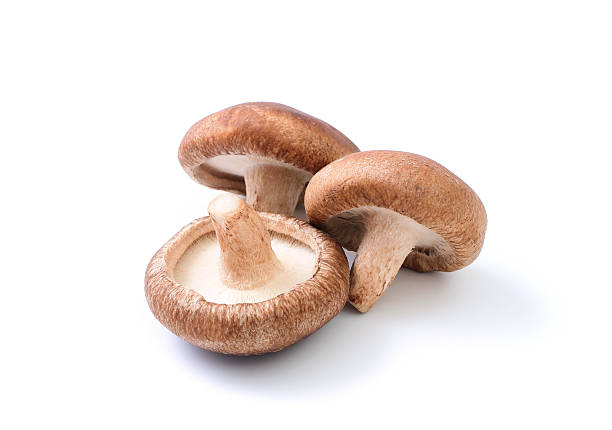 shiitake mushroom shiitake mushroom isolated on white shiitake mushroom photos stock pictures, royalty-free photos & images