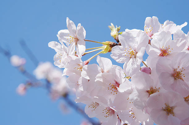 istock Beautiful cherry blossoms in Japan 469901042