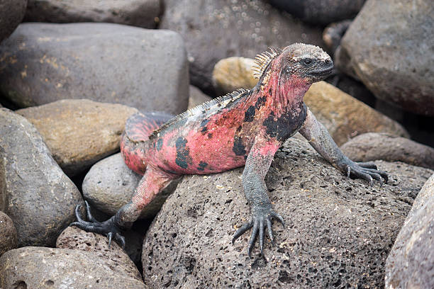Marine Iguana standing on rocks Galapagos Islands
