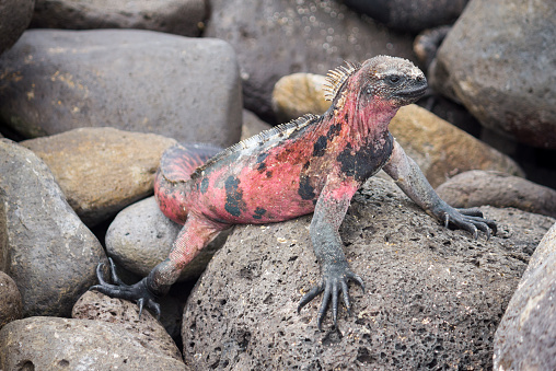 Photo of a Marine Iguana standing on rocks on the Galapagos Islands