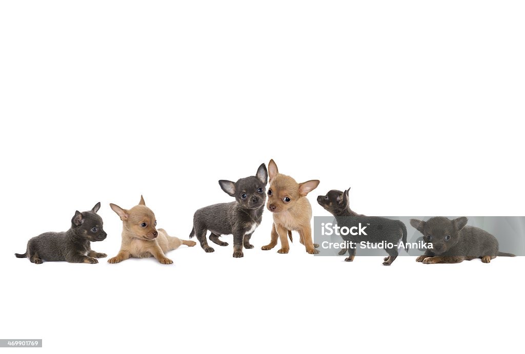 Chihuahua dog border Adorable border frame of newborn chihuahua puppies Animal Stock Photo