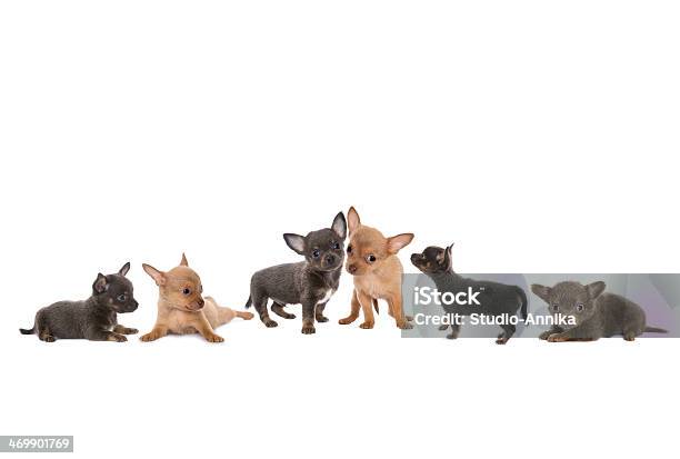 Chihuahua Dog Border Stock Photo - Download Image Now - Animal, Border - Frame, Brown