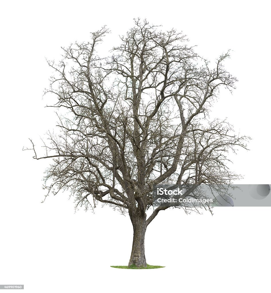 Cbare Tree Bare Tree Stock Photo - Download Image Now - Tree, Dry, Bare Tree - iStock