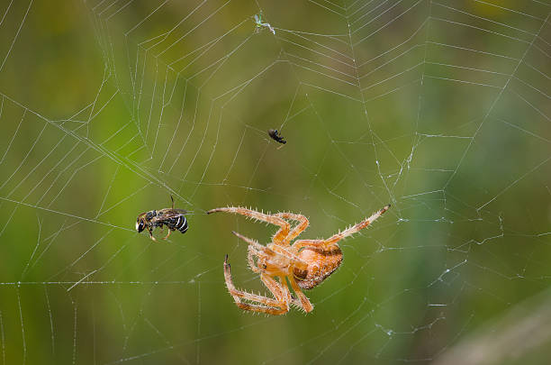istock European garden spider caught a a bee 469902080